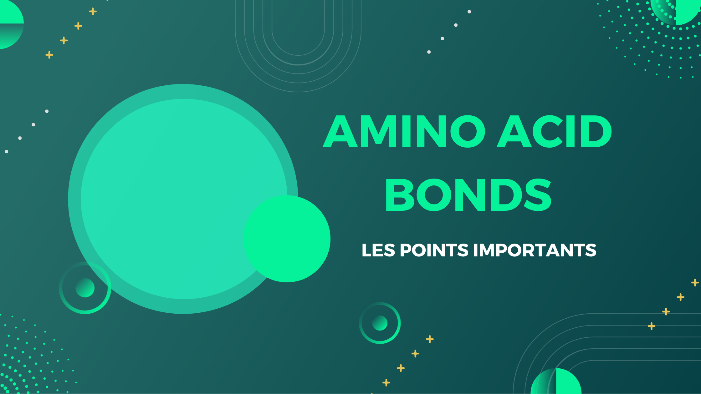 amino acid bonds | Les points importants