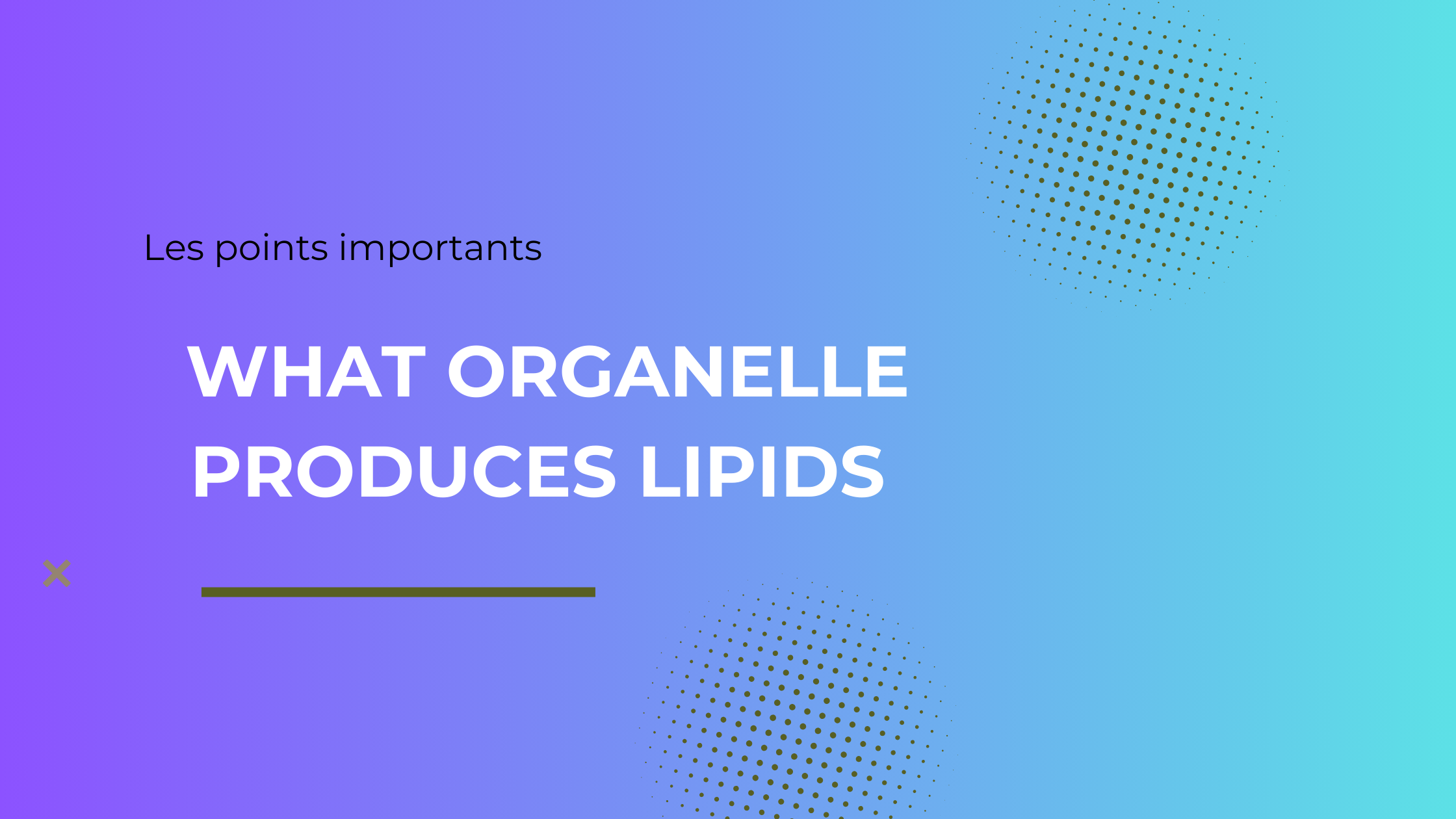 what organelle produces lipids | Les points importants