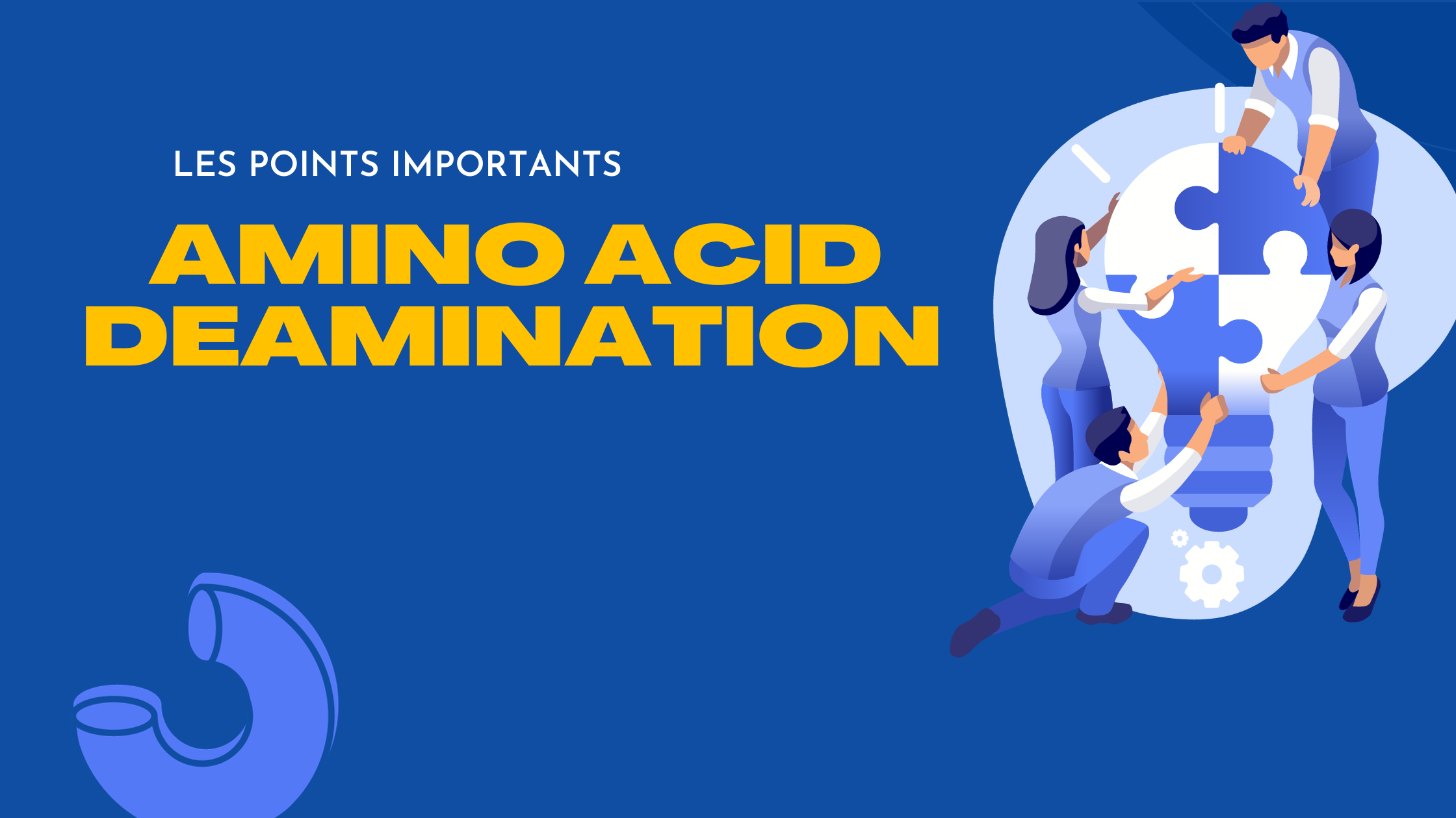 amino acid deamination | Les points importants