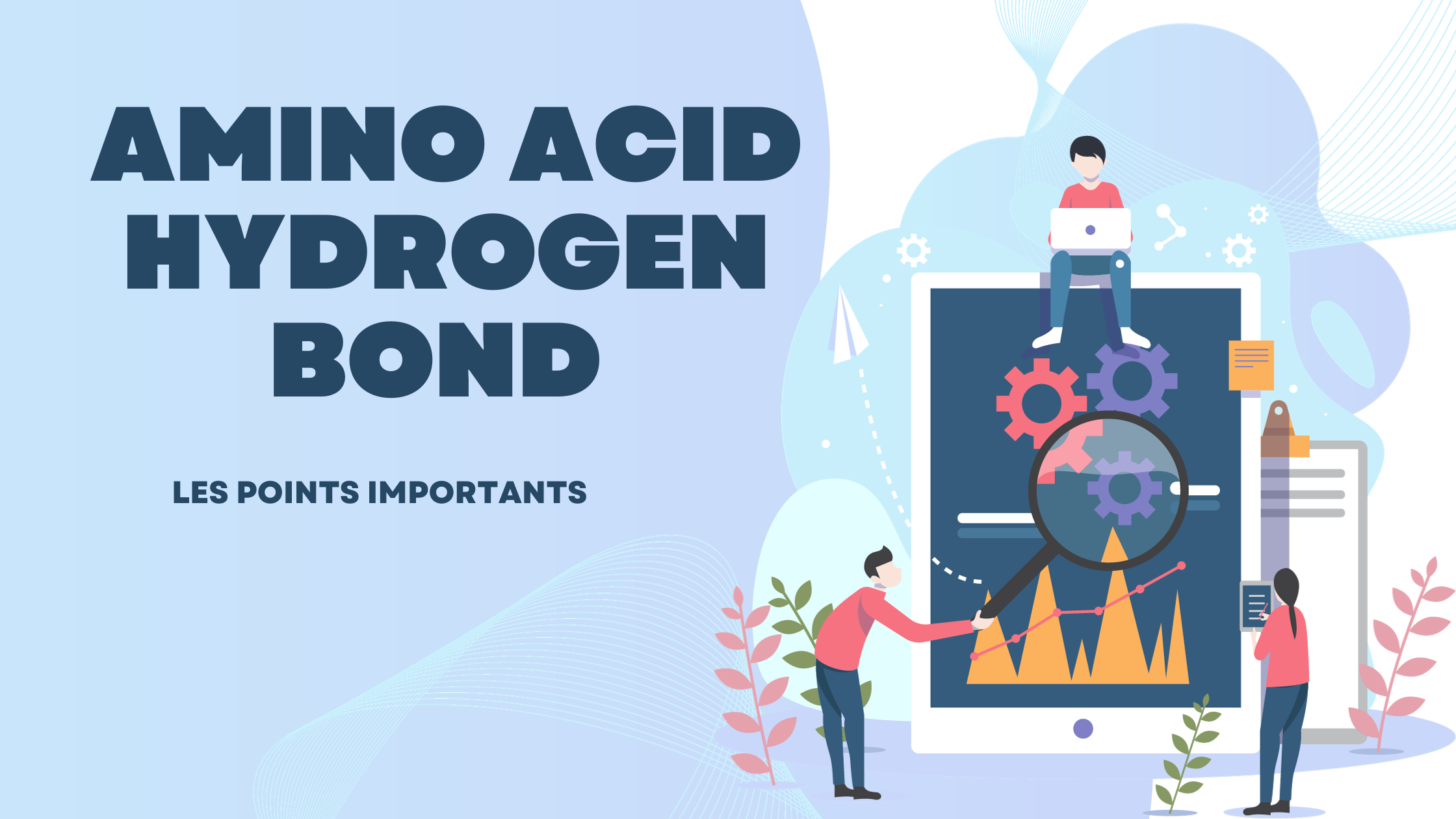 amino acid hydrogen bond | Les points importants